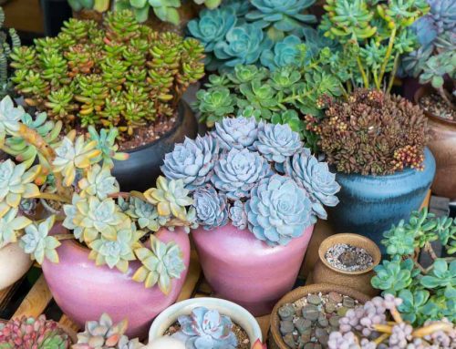 Transform Your Summer Outdoor Space with Stunning Succulent Patio Décor