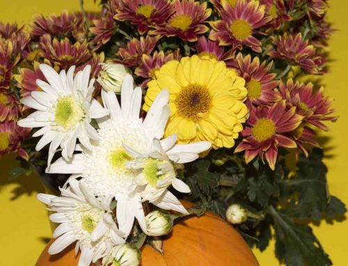 Southaven Mississippi Flower Delivery for Thanksgiving and Many Occasions: Available at Pugh’s Flowers