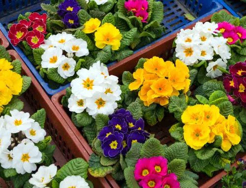 Decorating a Church with Plants Brings Warmth and Natural Beauty