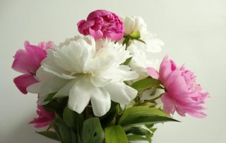 White and Pink Peonies on White Wall Background Perfect for Holiday Host Thank you