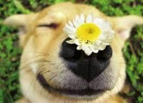 Pets and Flowers, what is the best flower to send to a pet friendly ...