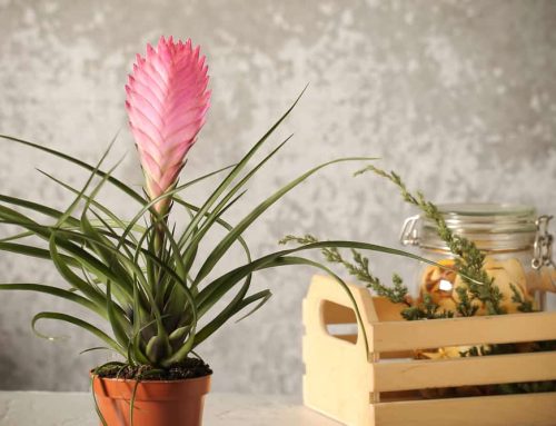 Shop with Pugh’s Flowers for the Best House Plants in Memphis