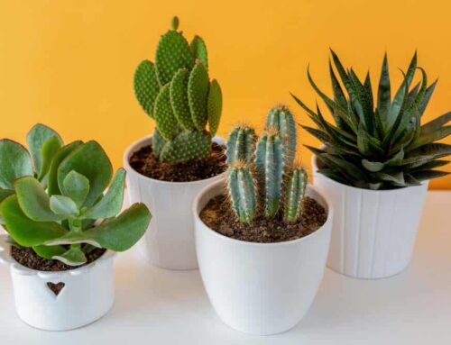 Start this Back-to-School Season Right and Send Our Fresh Plants for Teachers, Students and Parents