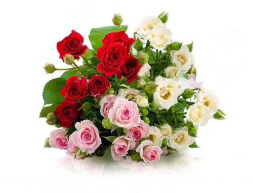 Check Out Our Beautiful Mixed Roses Collection Designed for Any Occasion!