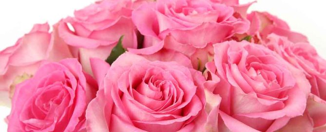 Pugh's Flowers Offers Popular Flowers for October Breast Cancer Awareness Month