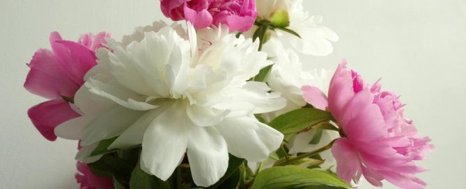 White and Pink Peonies on White Wall Background Perfect for Holiday Host Thank you